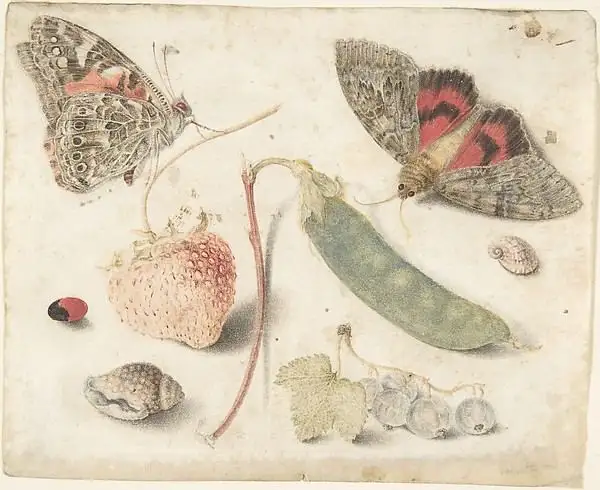 Botanical study from the Flegel collection